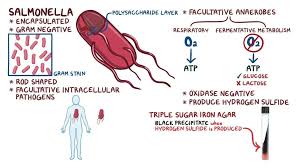 Homeopathy medicine for typhoid