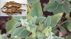 Ashwagandha in Homeopathy