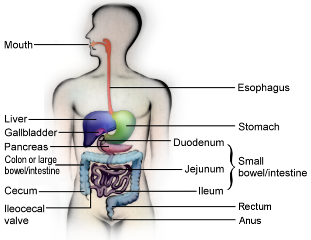 best homeopathic medicine for ibs